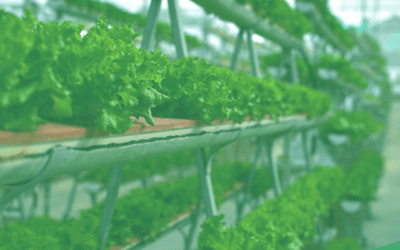 What is vertical farming?